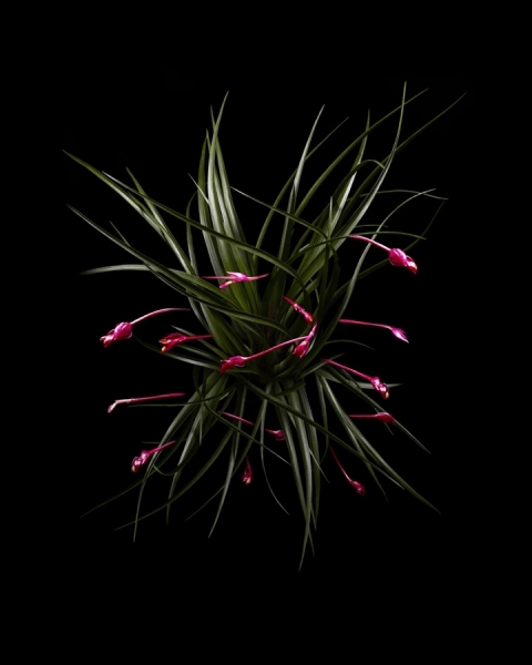 Photograph Sophie Rolland Hybrida_9 on One Eyeland